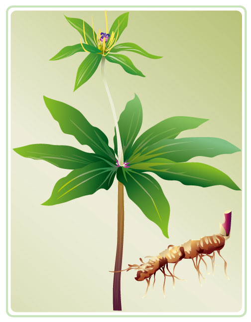 矢量植物（重楼）