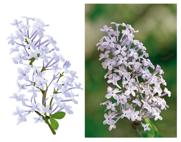 丁香花矢量(自己绘制)