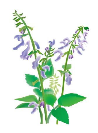 中草药--丹芎矢量