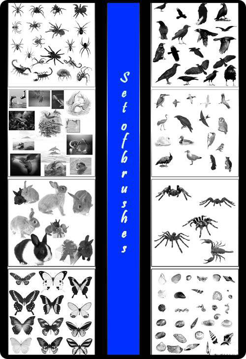 高清晰海豚、贝壳、兔子、鸟类、昆虫类PS笔刷集