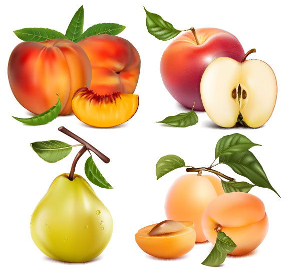 Fruit Picture 02 - vector material