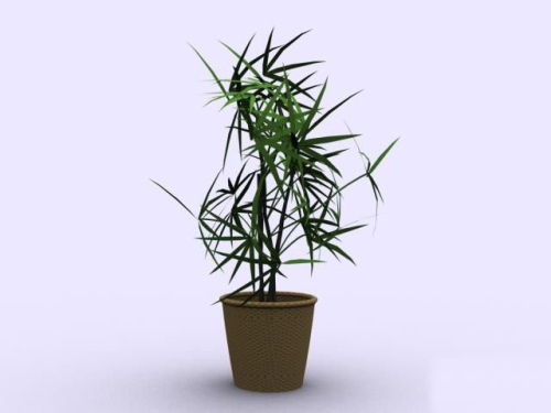 Indoor potted bamboo model