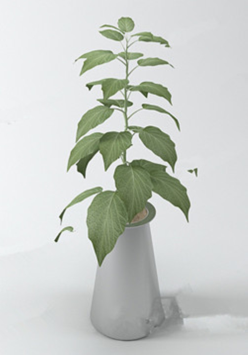 Elegant bonsai model