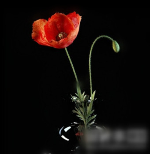 3d model home flower decorations