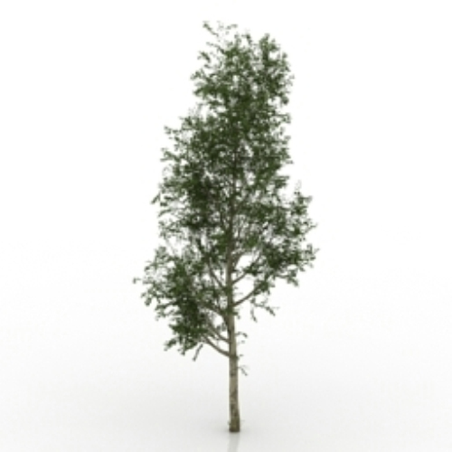 pine 3d models