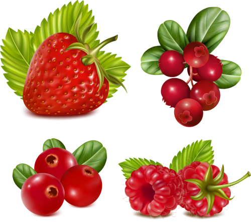 4 red fruit design vector material